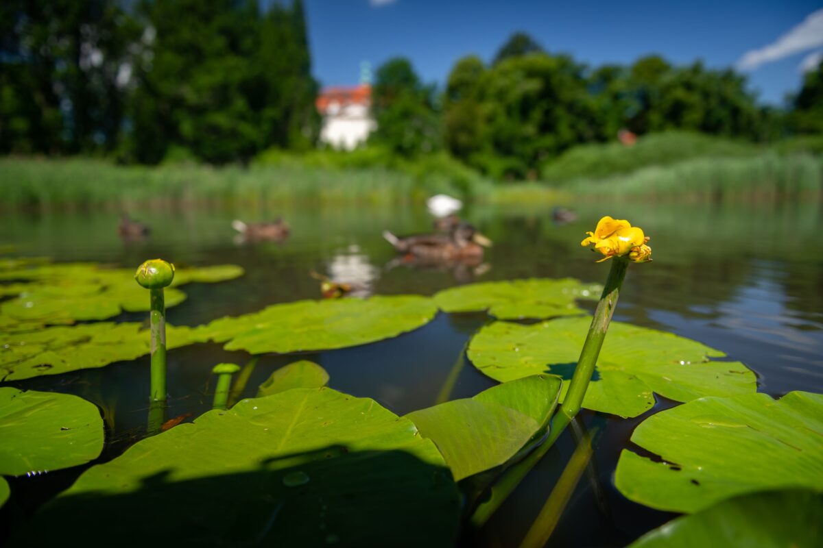 Mokřady Jablonné, foto: Vojta Herout